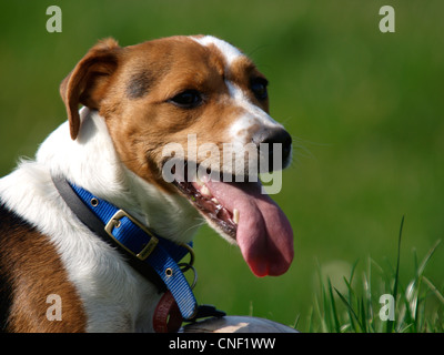 Jack Russell cross Hund Stockfoto