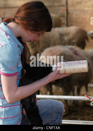 Junge Bäuerin mit der Flasche füttern ein Lamm, Cornwall, UK Stockfoto