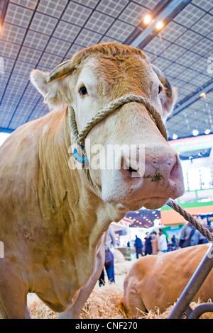 Charolaise Kühe auf Paris International Landwirtschaft Show - Frankreich Stockfoto