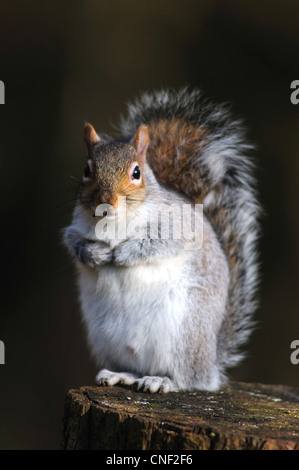 Eine graue Eichhörnchen sitzend auf einem Baumstamm UK Stockfoto