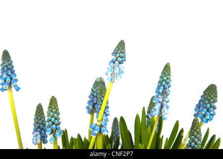 Frische blaue Trauben isoliert auf weißem Hintergrund Stockfoto