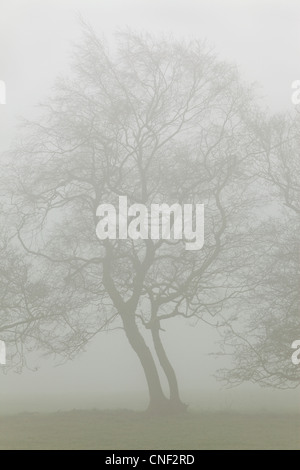 Silhouetten von Nebel eingehüllt Bäumen an einem nebligen Frühlingsmorgen in Yorkshire Stockfoto