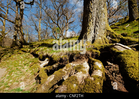 Fotos von Bäumen und Narzissen zum Lake District Stockfoto