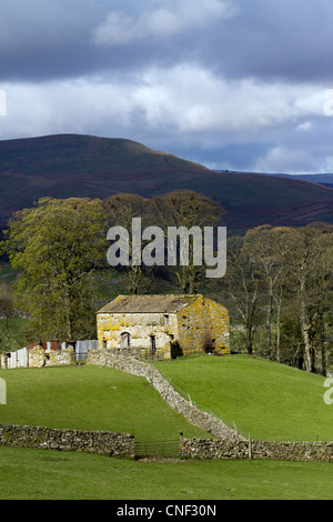 Nichtöffentlichen Bereich und Wensleydale Stein Scheune im Frühjahr an stürmischen Tag in North Yorkshire Dales, Nationalpark, Richmondshire, Großbritannien Stockfoto