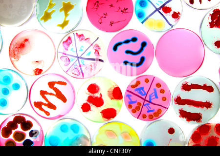 Labor, biologische, chemische. Analyse der bakteriellen Kulturen von Bakterien wachsen in Petrischalen. Stockfoto