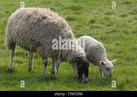 Ein Mutterschaf und ihr Baby Lamm in einem Feld Lämmer Saison in Nidderdale, Yorkshire Stockfoto