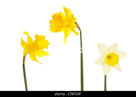 Frühling-Narzissen vor weißem Hintergrund Stockfoto