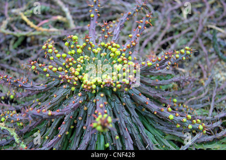 Euphorbia Caput Medusen knospende Medusenhaupt s Stockfoto