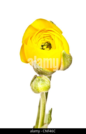 Persische Hahnenfuß (Ranunculus Asiaticus) Stockfoto