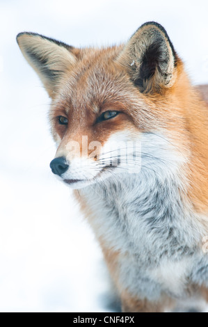 Rotfuchs (lat. Vulpes Vulpes) im Winter gefangen Stockfoto