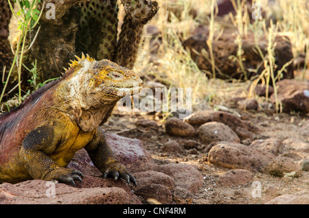 Leguan North Seymour Galapagos Ecuador landen Stockfoto