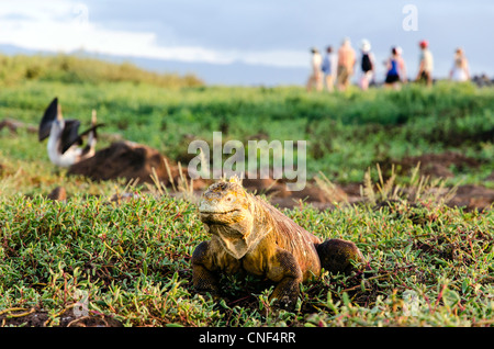 Leguan North Seymour Galapagos Ecuador landen Stockfoto