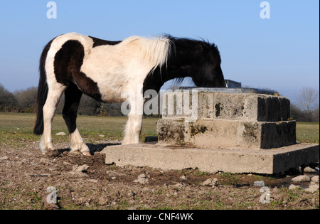 Dartmoor Pony am Wasserloch Stockfoto