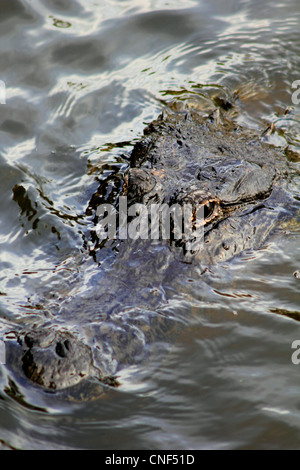 böse aussehende Alligator lauert im schlammigen Wasser Stockfoto