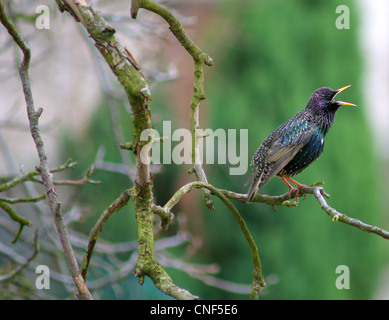 Starling Vogel singen auf dem Ast Sturnus vulgaris Stockfoto