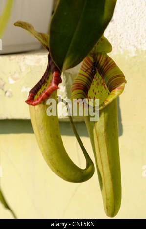 Nepenthes 'Miranda' Stockfoto