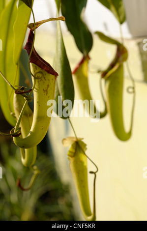 Nepenthes 'Miranda' Stockfoto