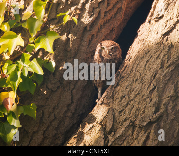 Steinkauz (Athene Noctua) thront außen Eingang der Bruthöhle Stockfoto