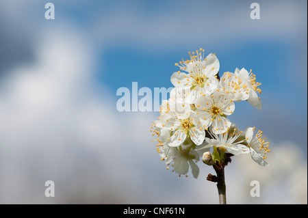 Malus Domestica. Apfelbaum Blüte gegen blauen Wolkenhimmel Stockfoto