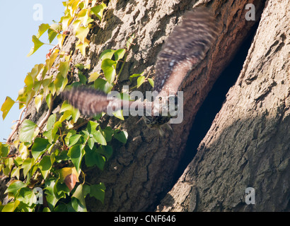 Steinkauz (Athene Noctua) verlassen Hohlraum und fliegen in Richtung Kamera nest Stockfoto