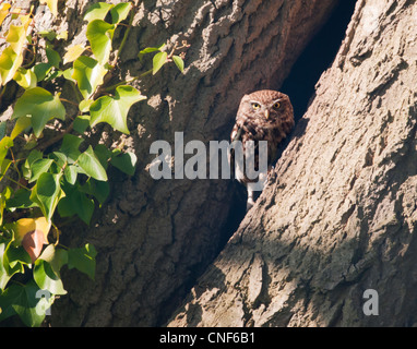 Steinkauz (Athene Noctua) thront außen Eingang der Bruthöhle Stockfoto