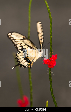 Riesiger Schmetterling Schwalbenschwanz (Papilio Cresphontes) Stockfoto