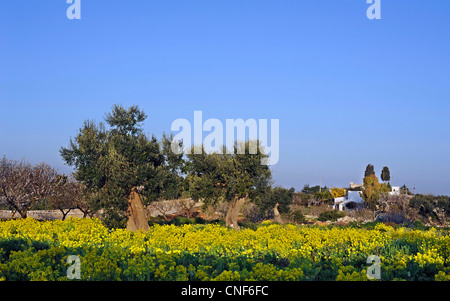 Bereich der Olive und blühenden Mandelbäume und Frühlingsblumen Stockfoto