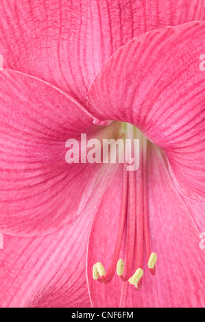 Amaryllis Blume in voller Blüte Stockfoto