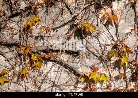 Efeu wächst an der Wand eines verlassenen Gebäudes Suffolk UK Stockfoto