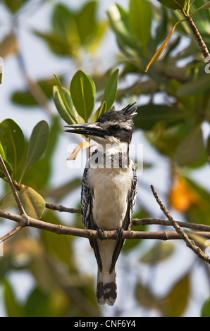 Weibliche Pied Kingfisher (Ceryle rudis) Kotu stream Gambia Westafrika Stockfoto