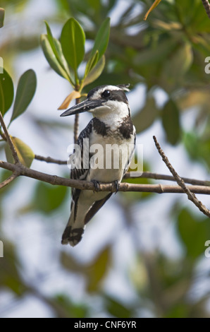 Weibliche Pied Kingfisher (Ceryle rudis) Kotu stream Gambia Westafrika Stockfoto