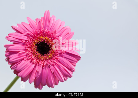 Rosa Gerbera daisy Stockfoto