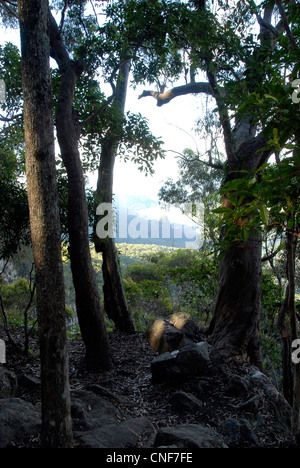 Blick vom Wanderweg im Lamington Nationalpark in Queensland-Australien Stockfoto