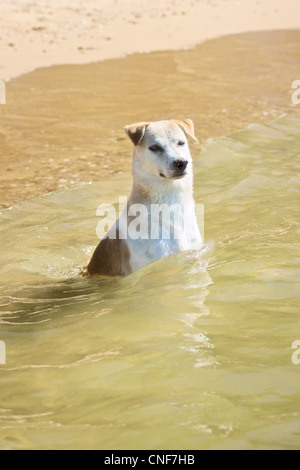 weißen Labrador Retriever sitzend im Meer am sonnigen Tag Stockfoto