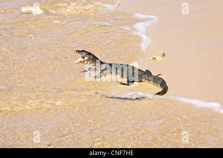 Wilde Wasser-Monitor (Varanus Salvator) an einem Strand Stockfoto