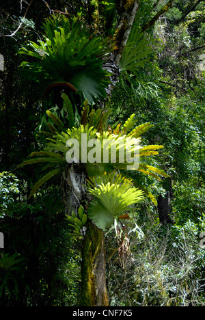 Vögel nisten Farn wächst auf Regenwald im Lamington National Park-Queensland-Australien Stockfoto