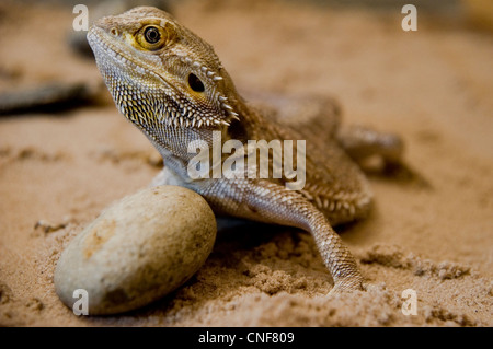 Bartagame Nahaufnahme portrait Stockfoto