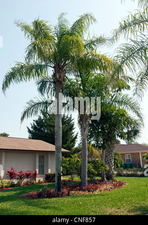 Florida-Queen Palm (Syagrus Romanzoffiana) im Sommer Stockfoto