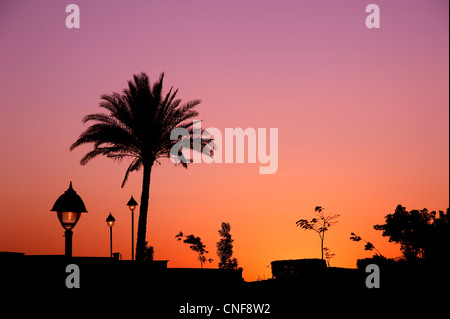 Exotischer Abend Palme in Wüste auf lila rot orange Himmel Oase in der Wüste Garten Stockfoto