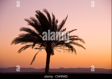 Exotischer Abend Palme in Wüste auf lila rot orange Himmel Oase in der Wüste Garten Stockfoto