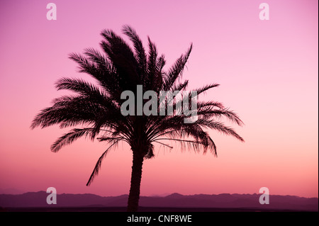 Exotischer Abend Palme in Wüste auf lila rot orange Himmel Oase in der Wüste Garten Stockfoto