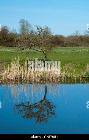 Kleiner Baum in der Nähe von Ufer mit Reflexion in stillem Wasser auf Fluss und blauer Himmel Stockfoto