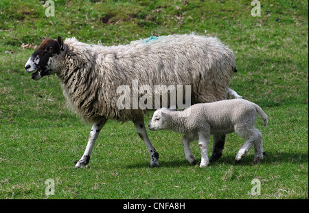 Schaf mit Lamm im Feld, Stanwell, Surrey, England, Vereinigtes Königreich Stockfoto