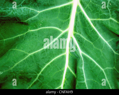 Makrofoto des Blatt einer Pflanze, grün und frisch Stockfoto