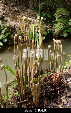 Königliche Farn Osmunda Regalis Pflanzen neue Blätter oder Wedel unfurling Stockfoto