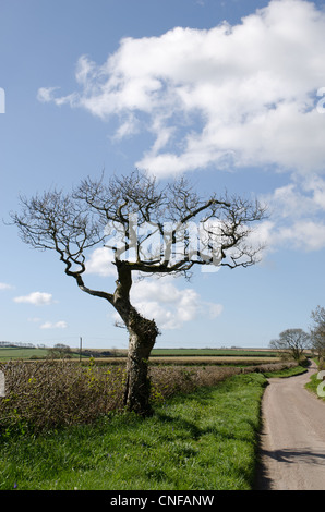 Alten blattlosen Baum ungewöhnlich geformte Wetter vor blauem Himmel in einer Gasse in Dorset UK Stockfoto