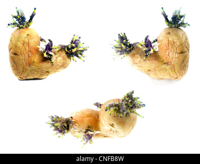 Kartoffel keimt auf weißem Hintergrund Stockfoto