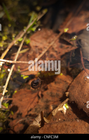 Gemeinsamen Ramshorn Schnecke bewegen unter der Oberfläche von einem Süßwasser Teich nutzt Oberflächenspannung in ruhigem Wasser Film navigieren Stockfoto