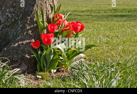 Rote Tulpen gepflanzt, die neben einem Baum von einem lokalen Bewohner für einen verlorenen Geliebten, rote Tulpen bedeutet wahre Liebe, in voller Blüte im Frühjahr. Stockfoto