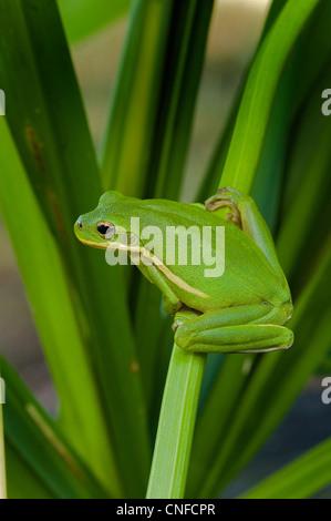 Grünes Treefrog, Hyla cinerea Stockfoto